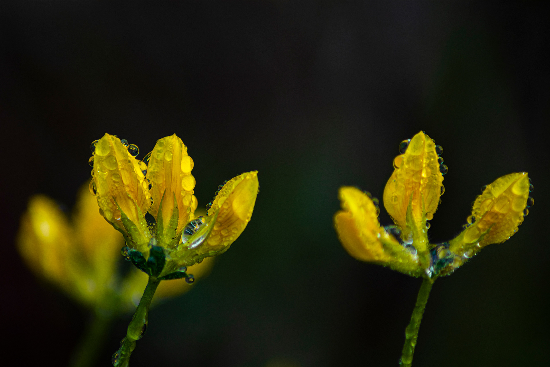 Pequeñas flores justo al salir de la ducha.