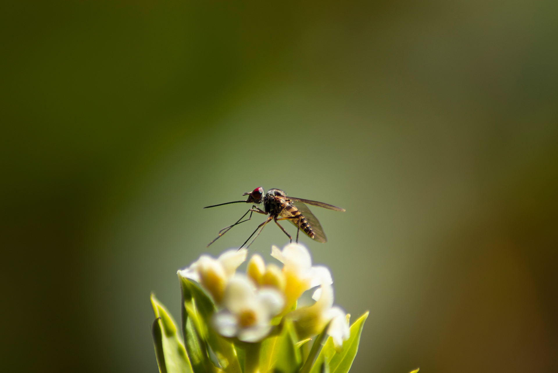 Un mosquito practicando artes marciales sobre una flor.