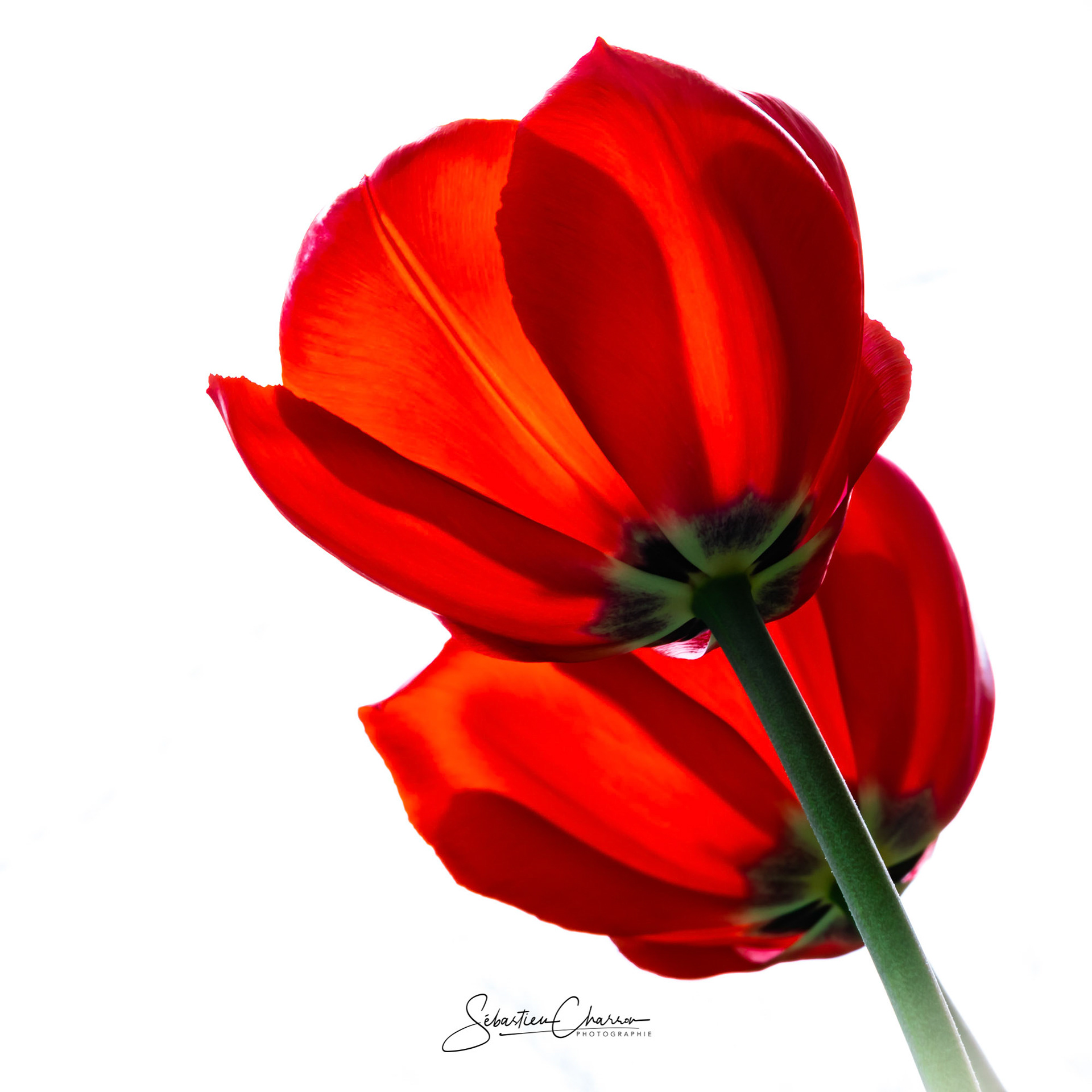 A touch of red, Red tulips