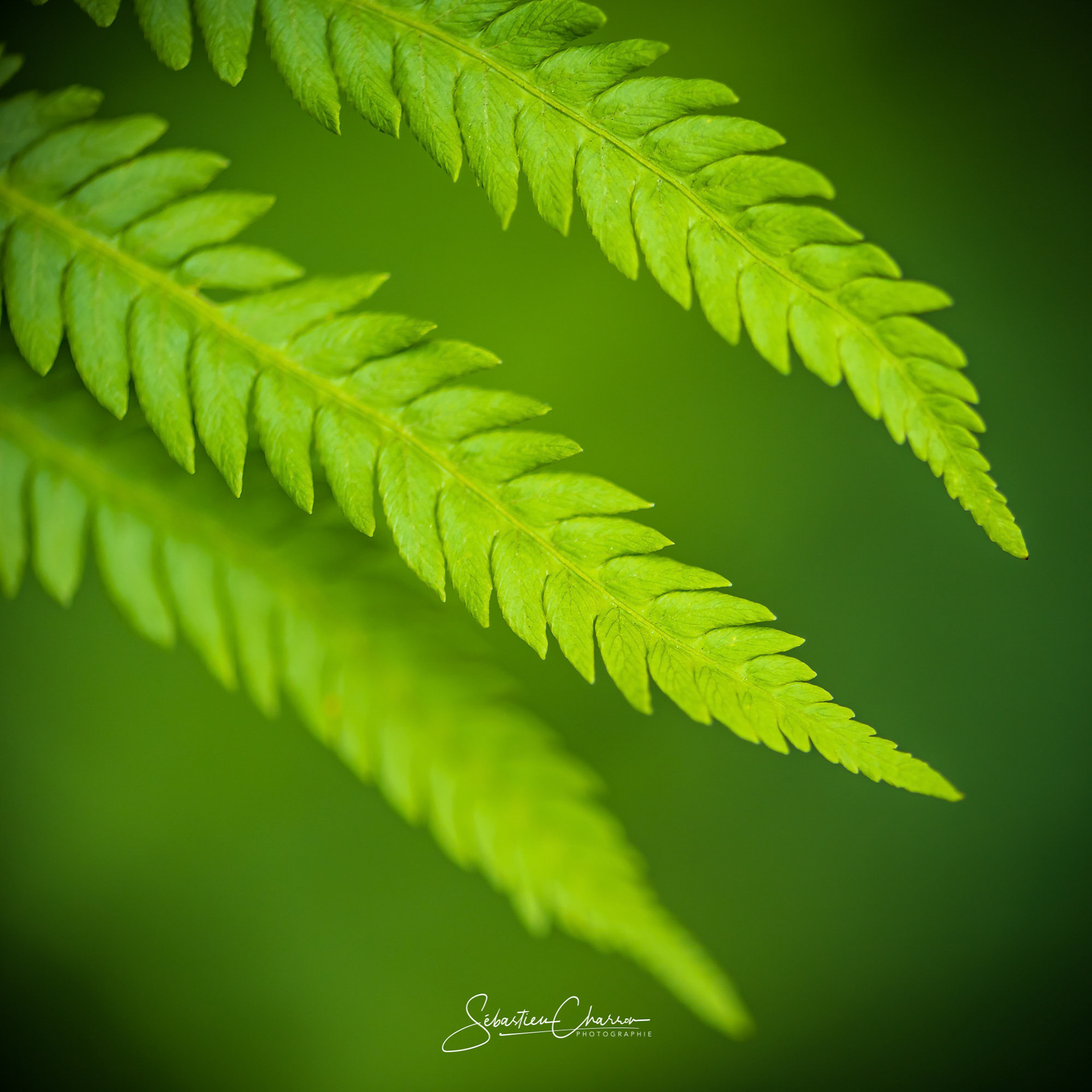 Green Simplicty, Fern frond