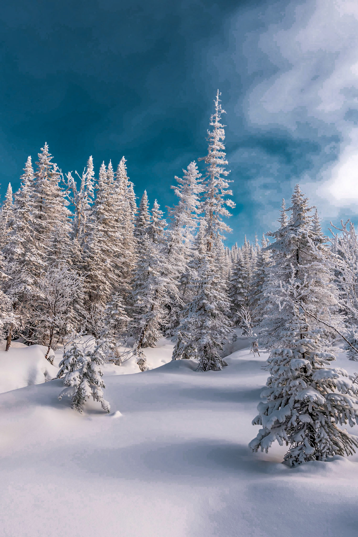 A1020 - Winter Wonderland, Parc national des Monts-Valins, Québec, 2018