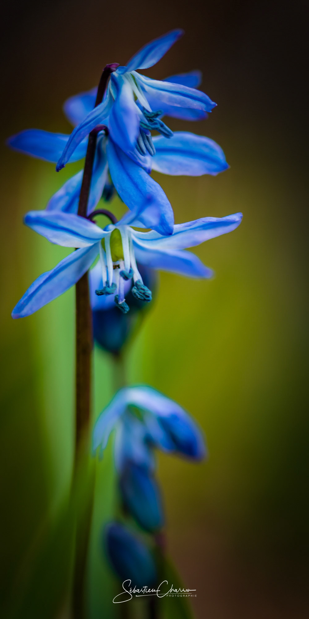 Blue elegance, scilla siberica