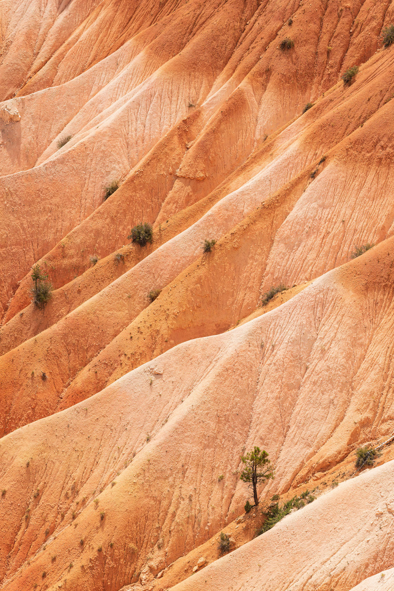 A1109 - Méditation, Bryce Canyon, Utah, USA, 2022