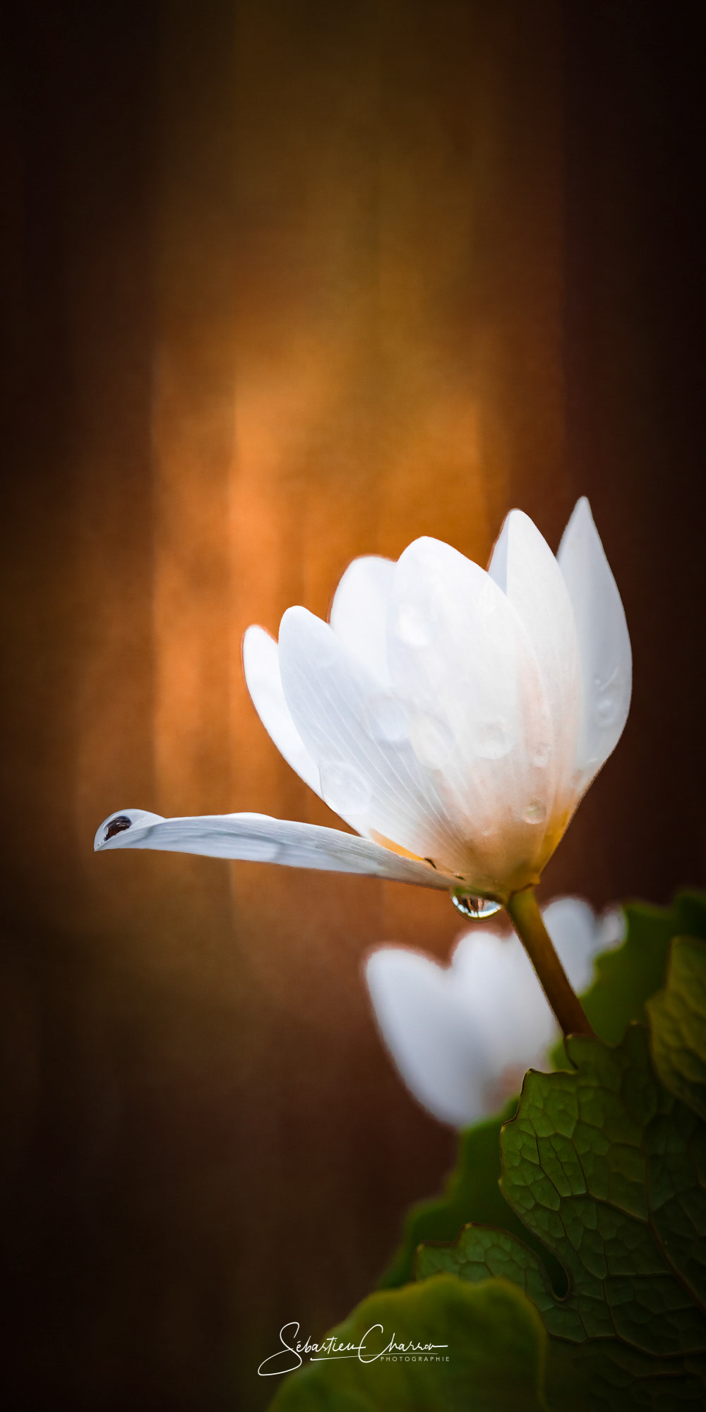 White elegance, Sanguinaria canadensis