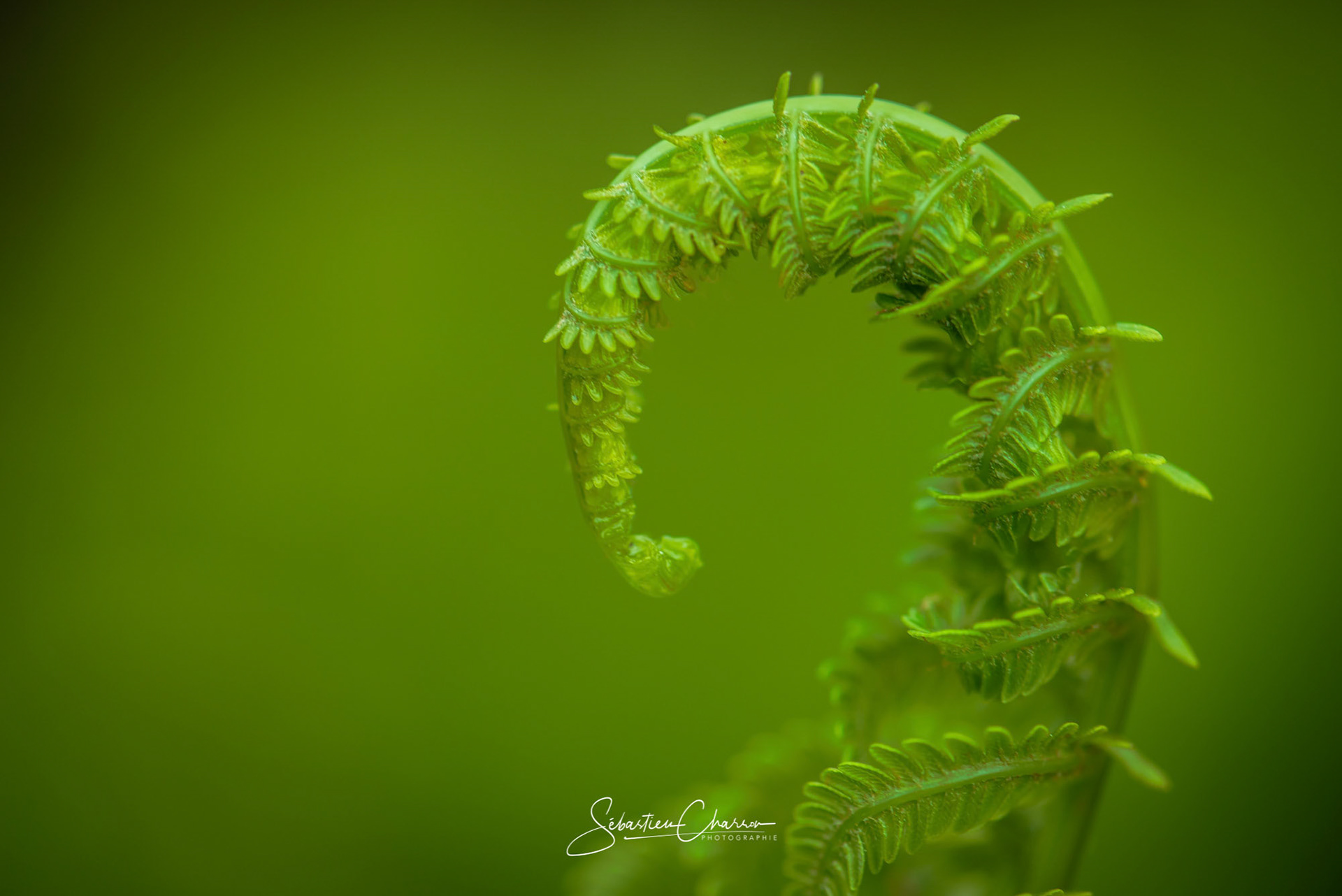 Green harmony, Fern frond