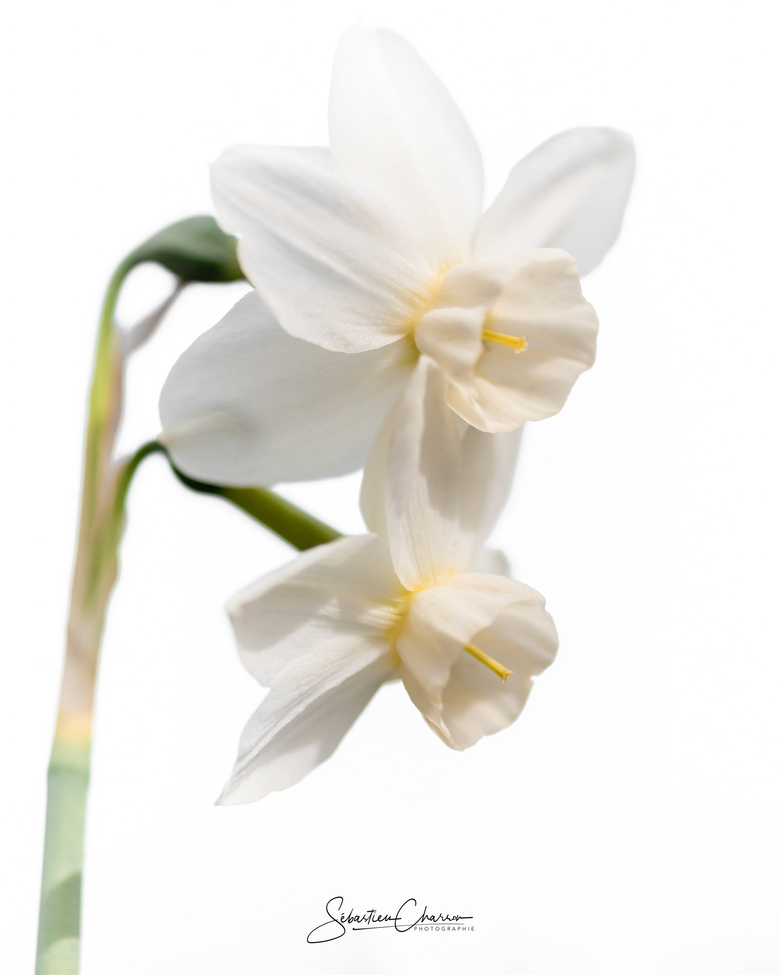 Duo in white, White daffodils