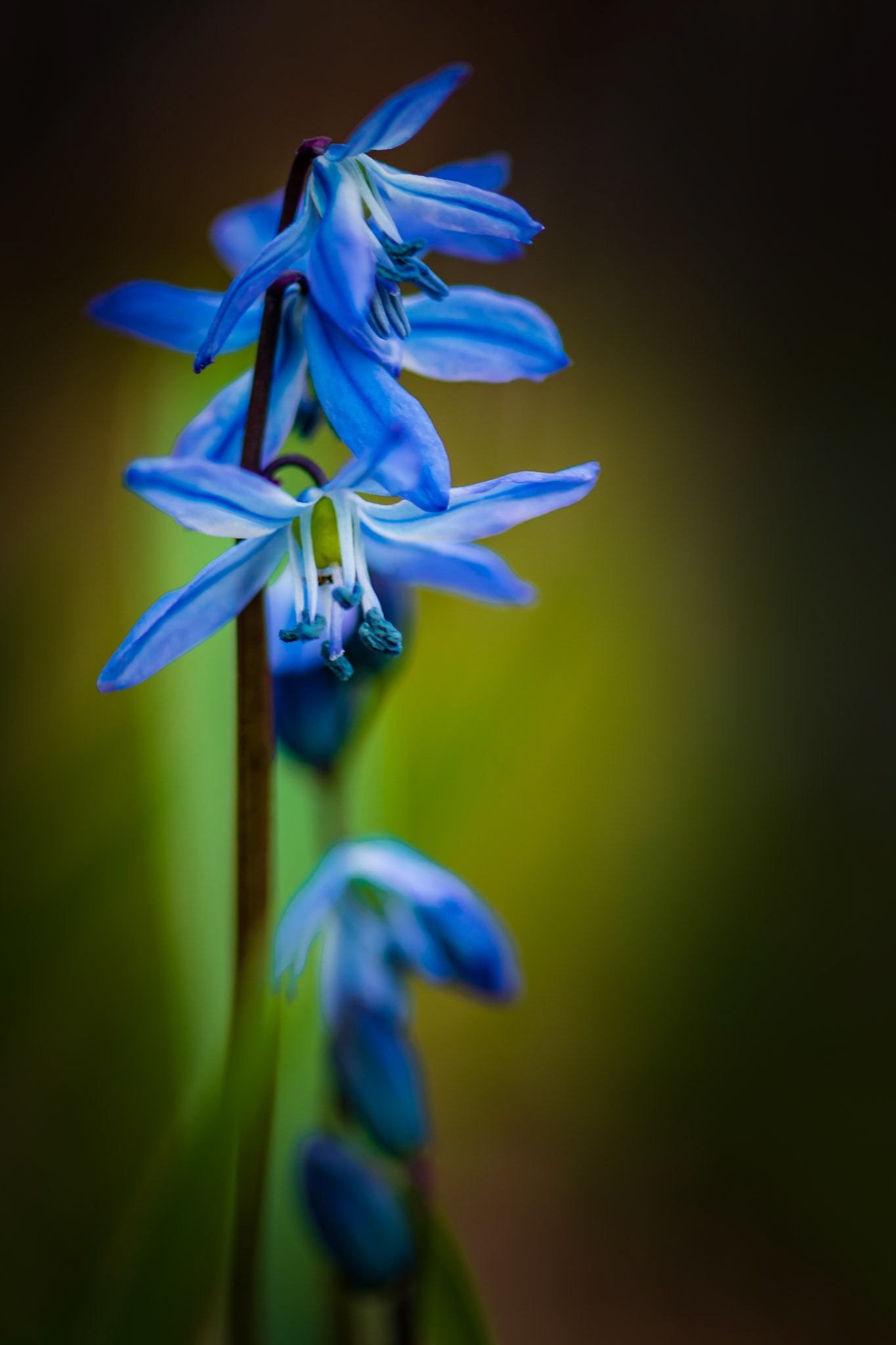 A1116-Blue Elegance, Scilla siberica, 2019