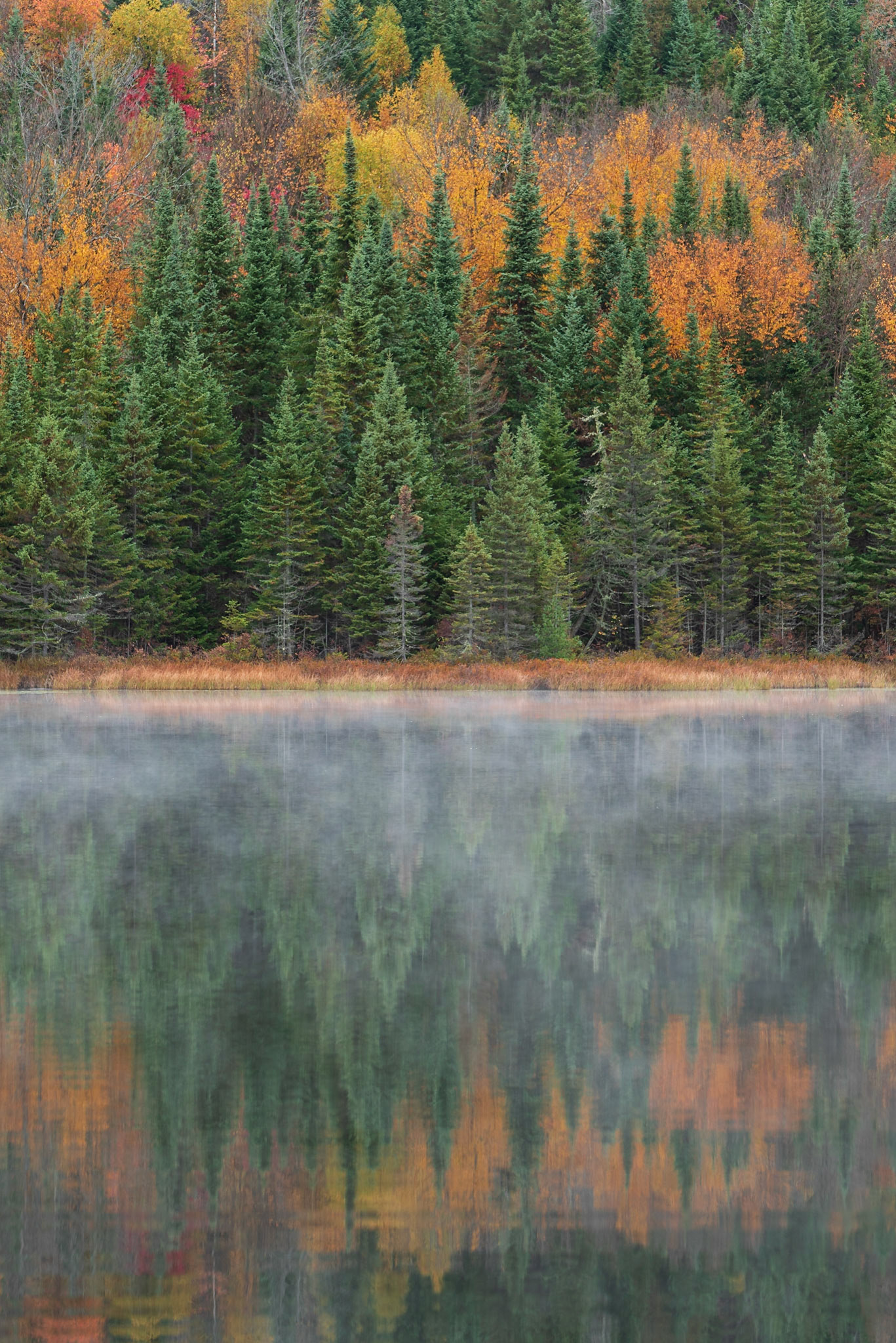 A1122-Forest Dream, Lac Modène, Parc national de la Mauricie, Québec, Canada, 2020
