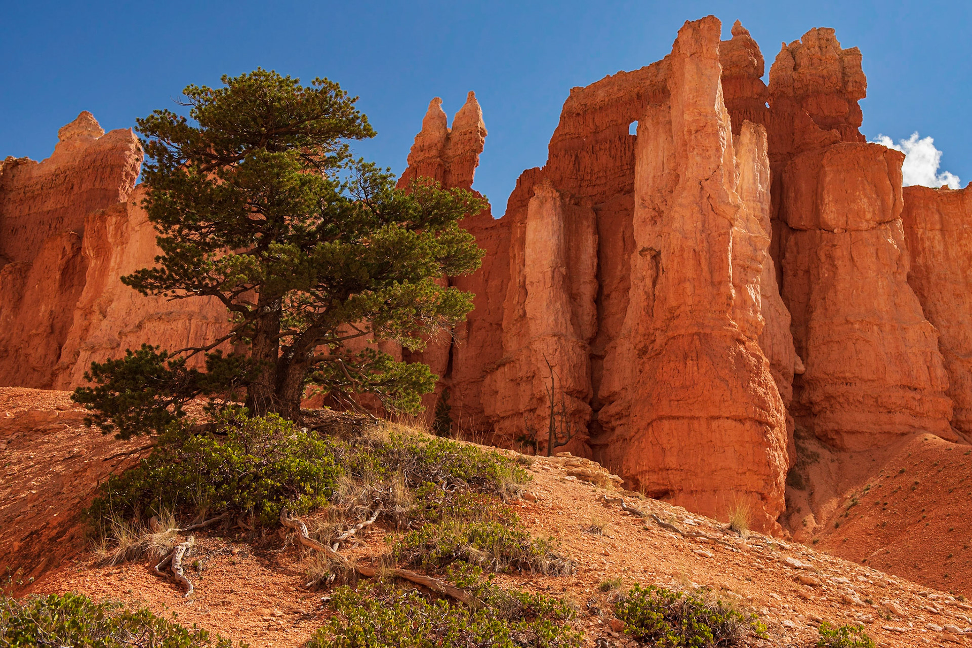 A1124-Dualité, Bryce Canyon, Utah, USA, 2022