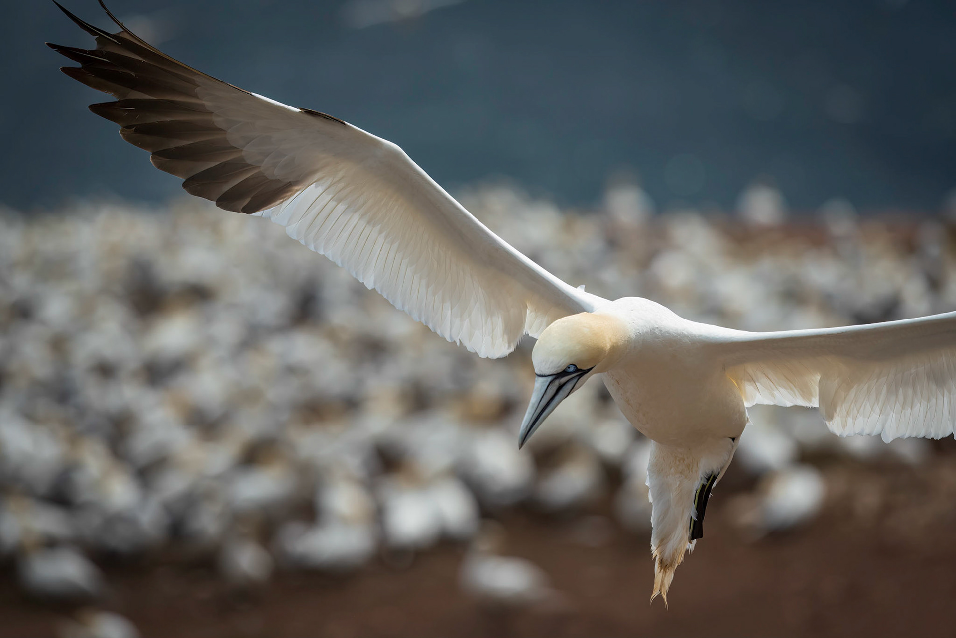 A1106 - Landing, Fou de Bassan, Parc national de l'Île-Bonaventure-et-du-Rocher‑Percé, Québec, Canada, 2020
