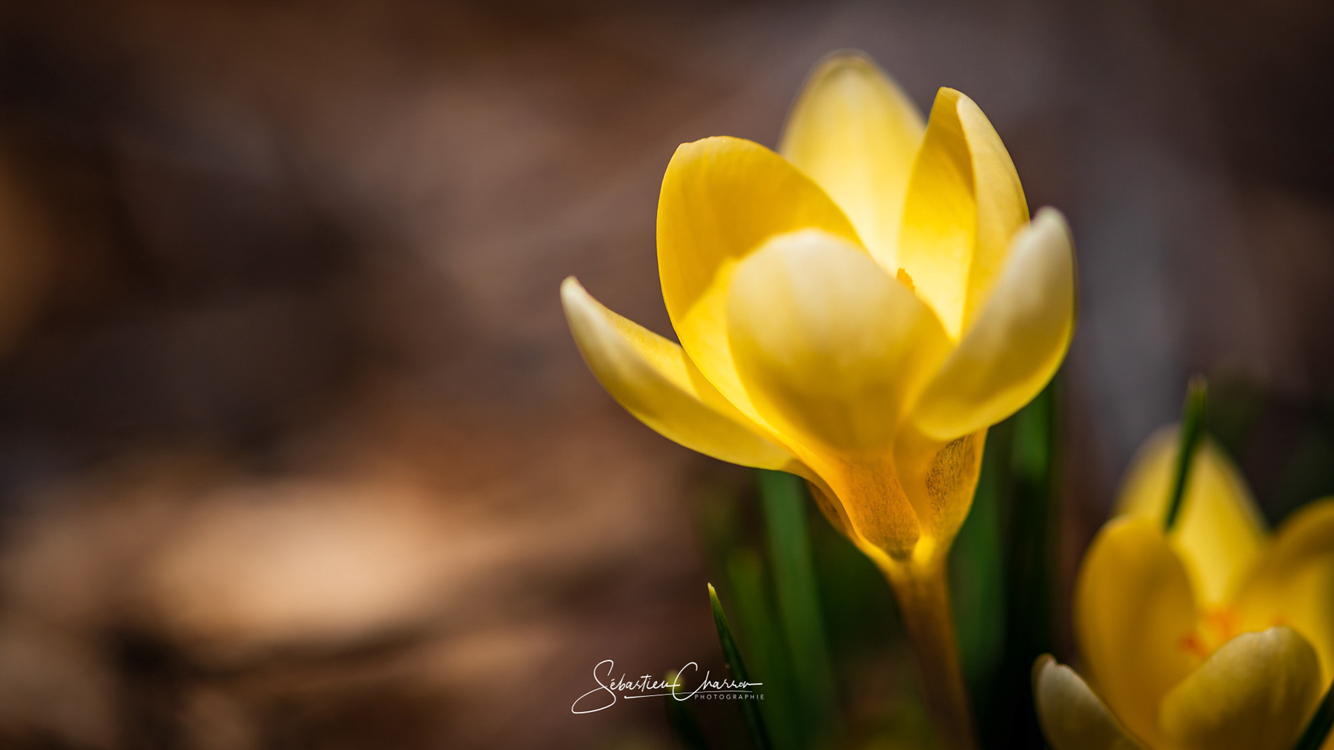 Spring harmony, Yellow crocus