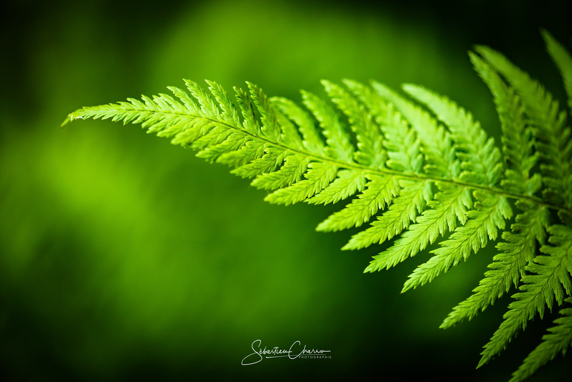 Green melancholy, Fern frond