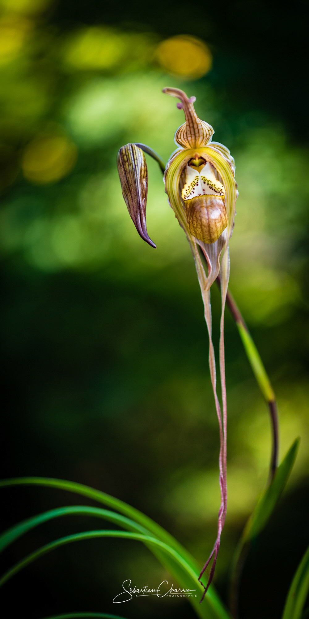 Green elegance, Phragmipedium Betheva