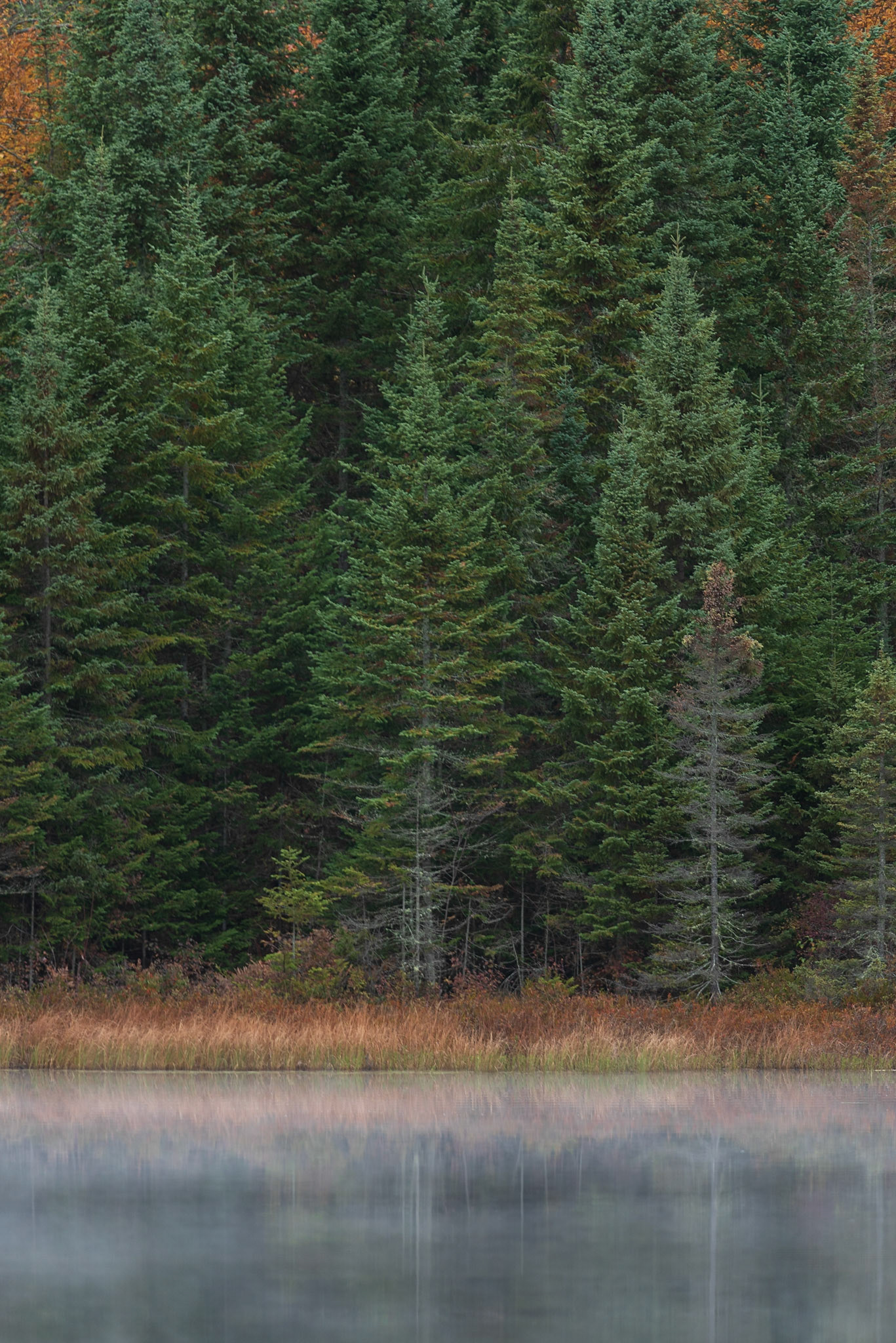 A1081 - Brume boréale, Lac Modène, Parc national de la Mauricie, Québec, Canada, 2020
