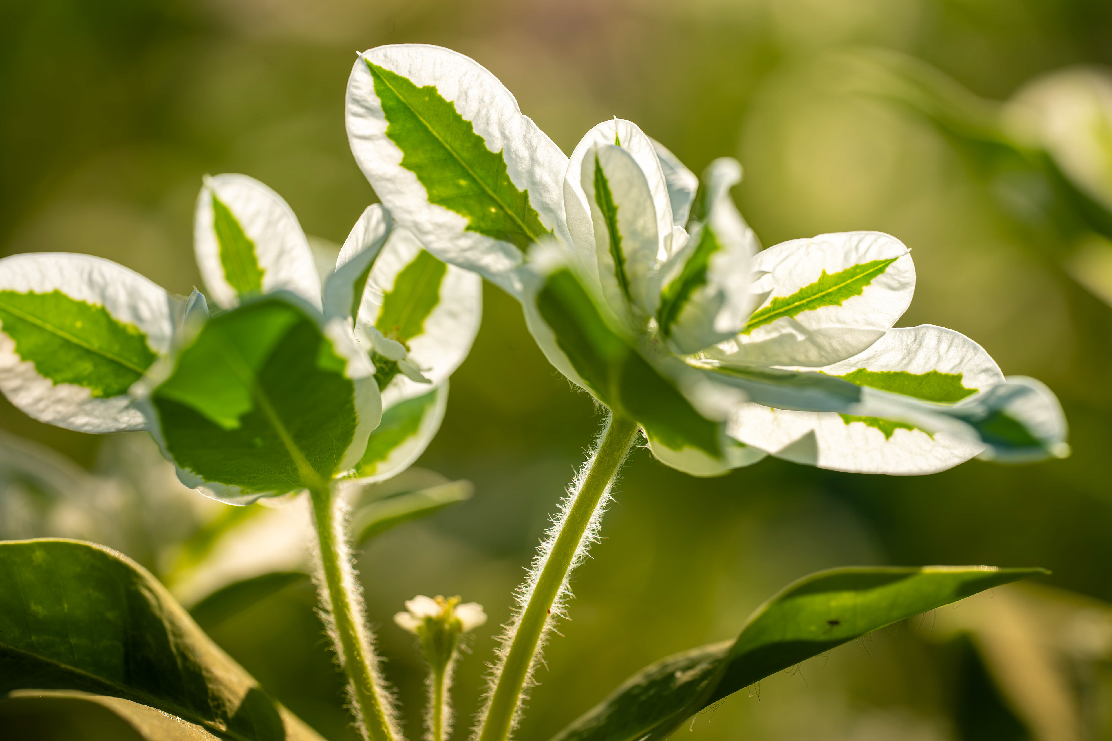 (c) Crédits Ju Walspeck | instant(s) 