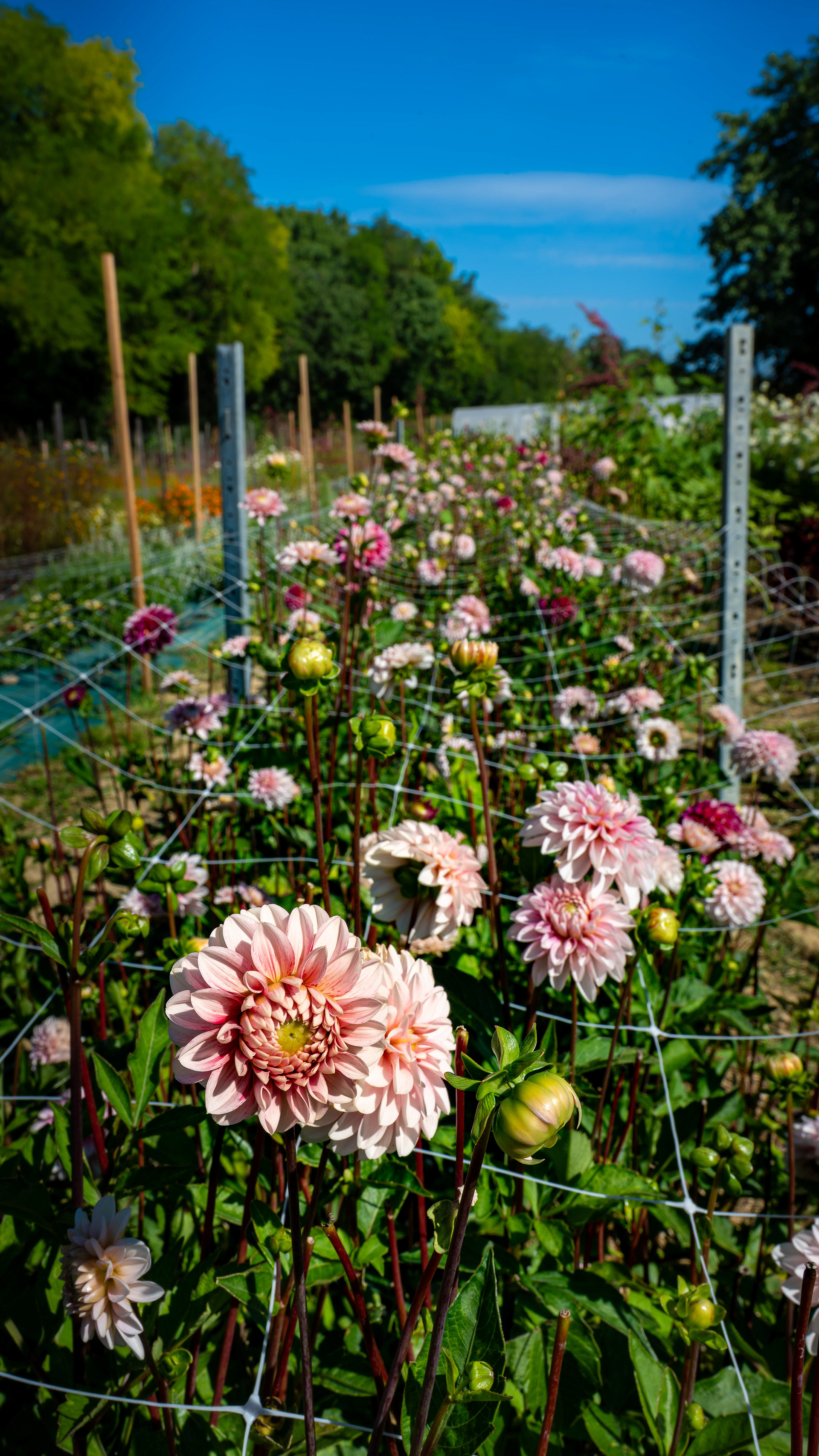 (c) Crédits Ju Walspeck | instant(s) 