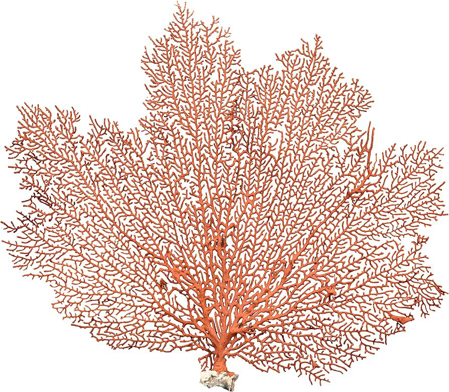https://www.amazon.com/Coral-Aquarium-Natural-Nautical-Joseph/dp/B07YBK16HS?th=1