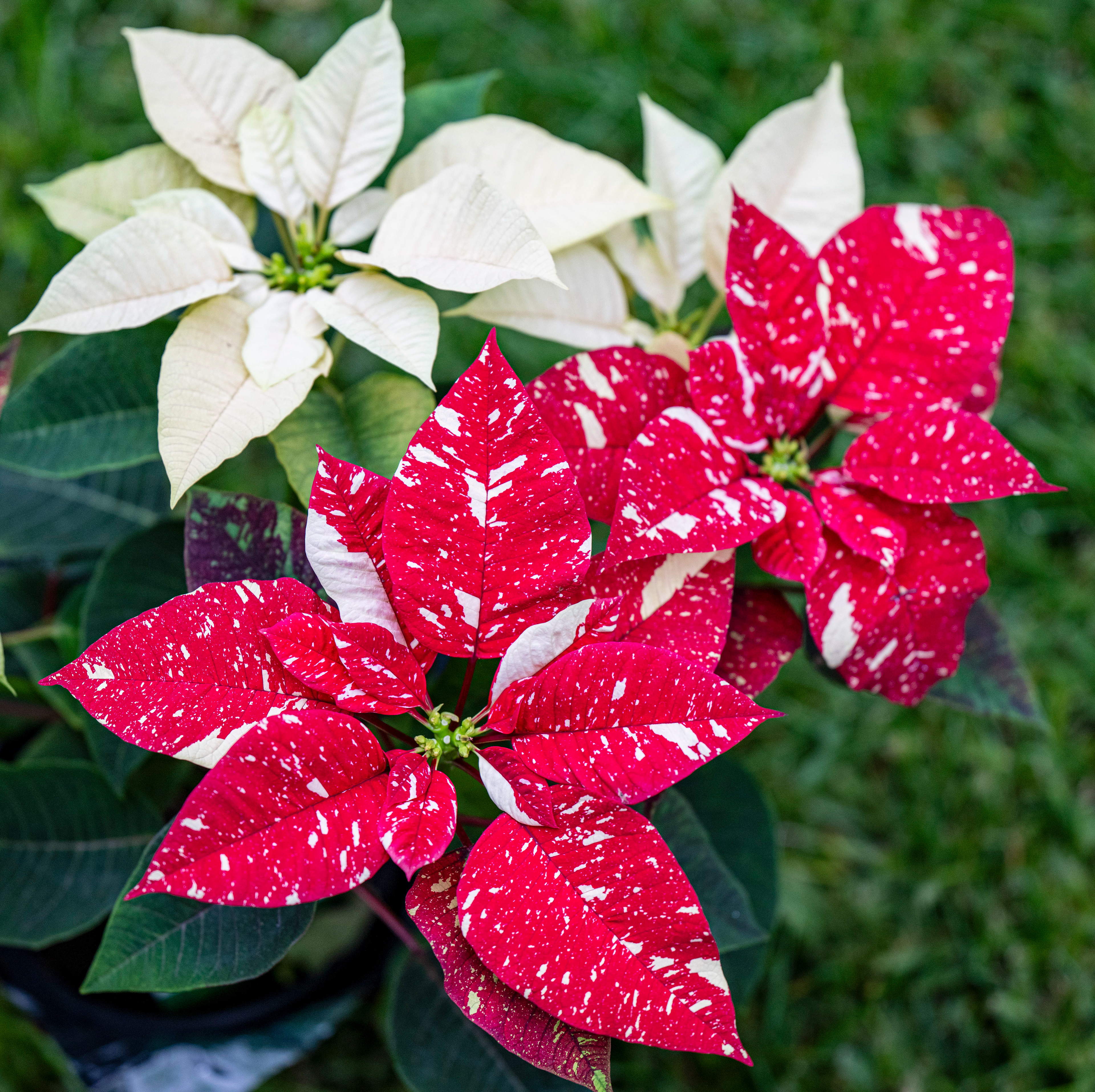 Poinsettia