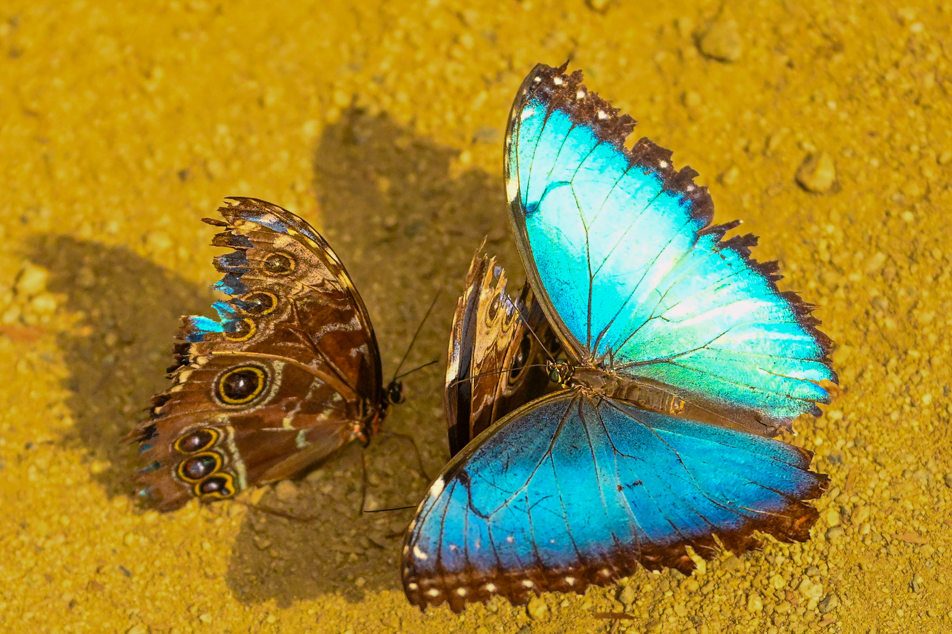 Common Blue morpho