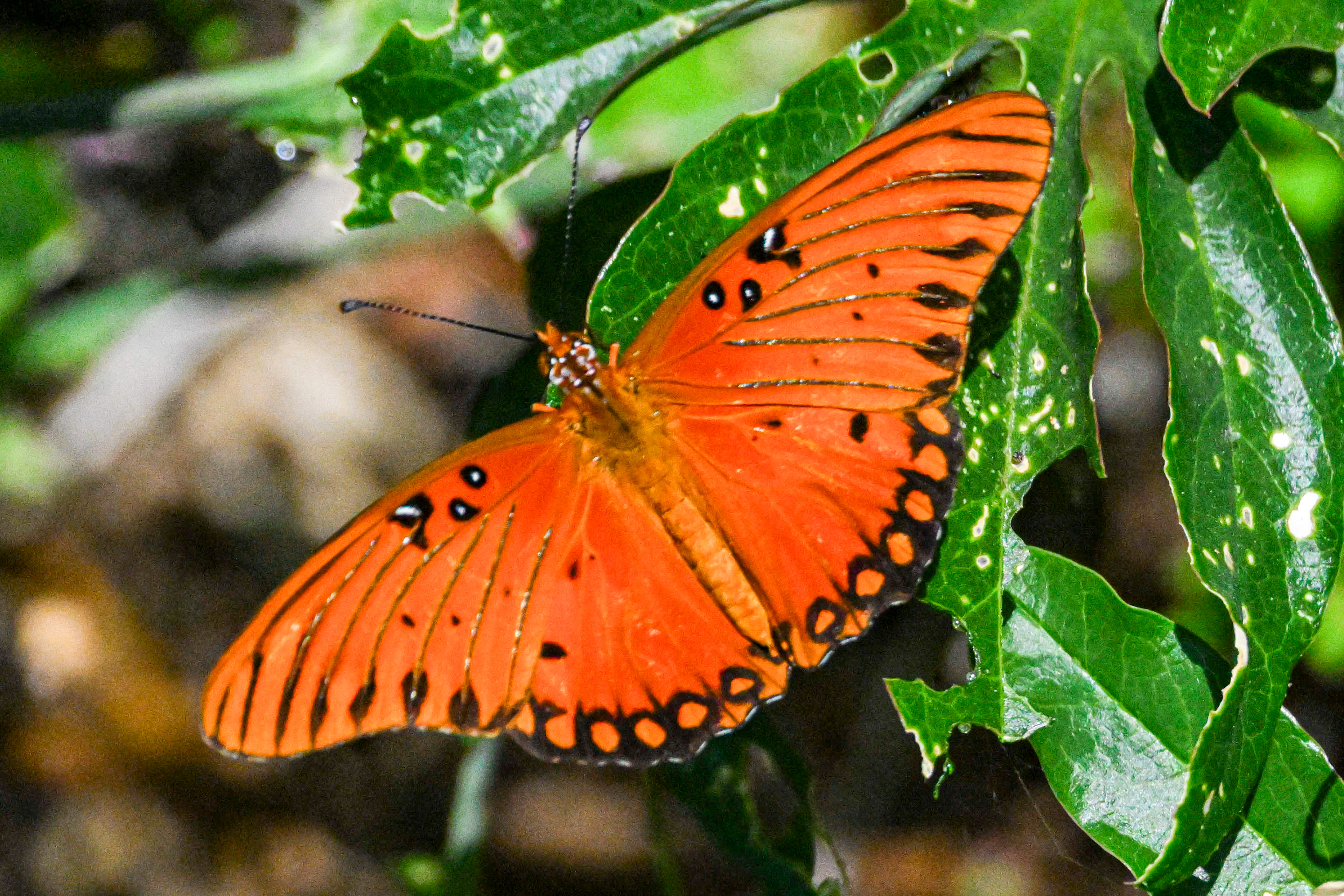 Gulf fritillary
