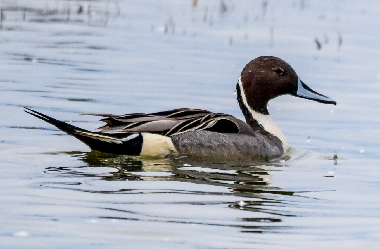 Pintail