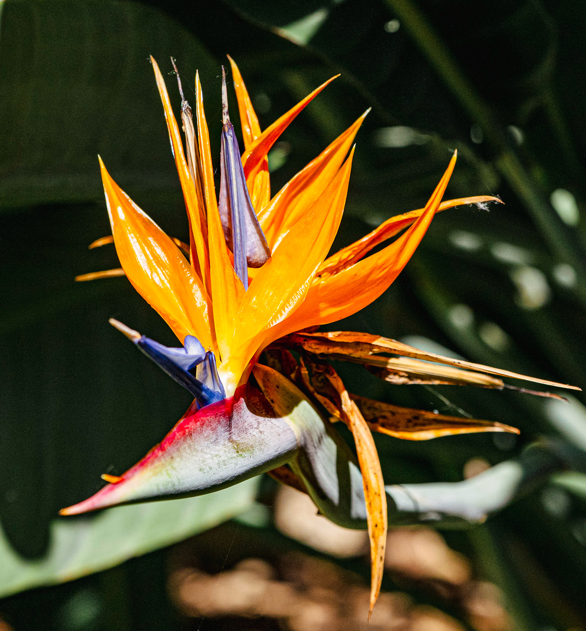 Bird of Paradise