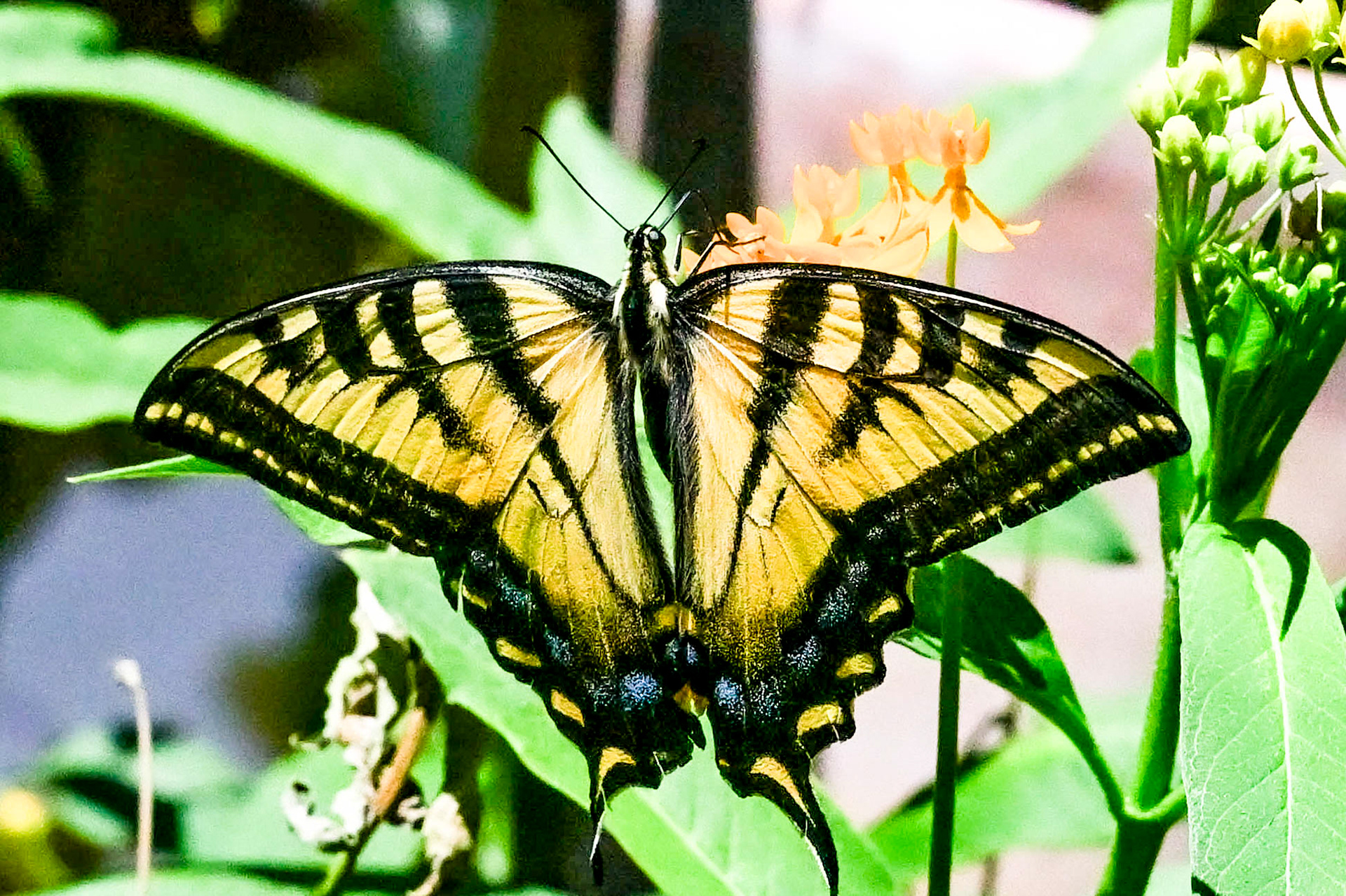 Western tiger swallowtail