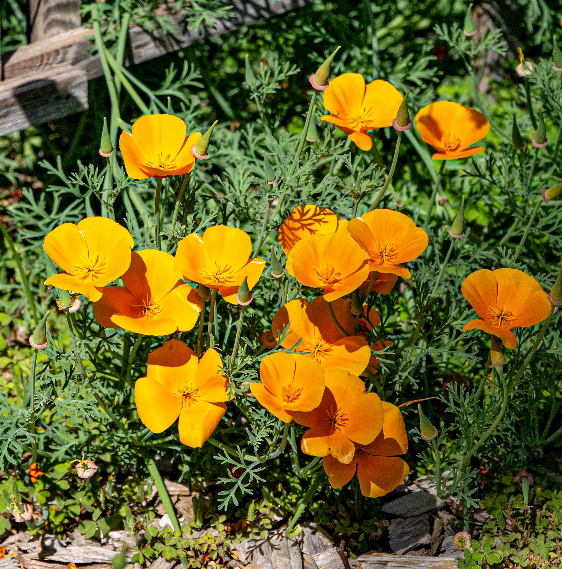 California Poppy