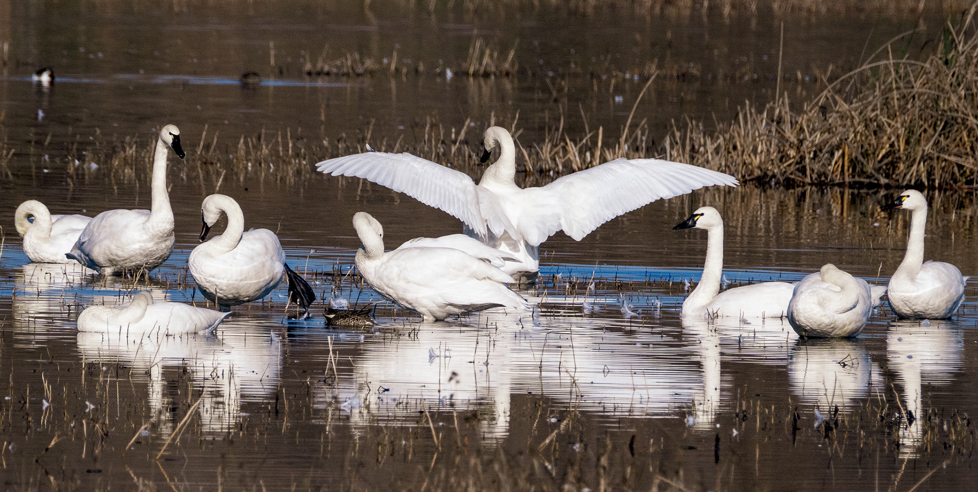 Trumpeter Swans