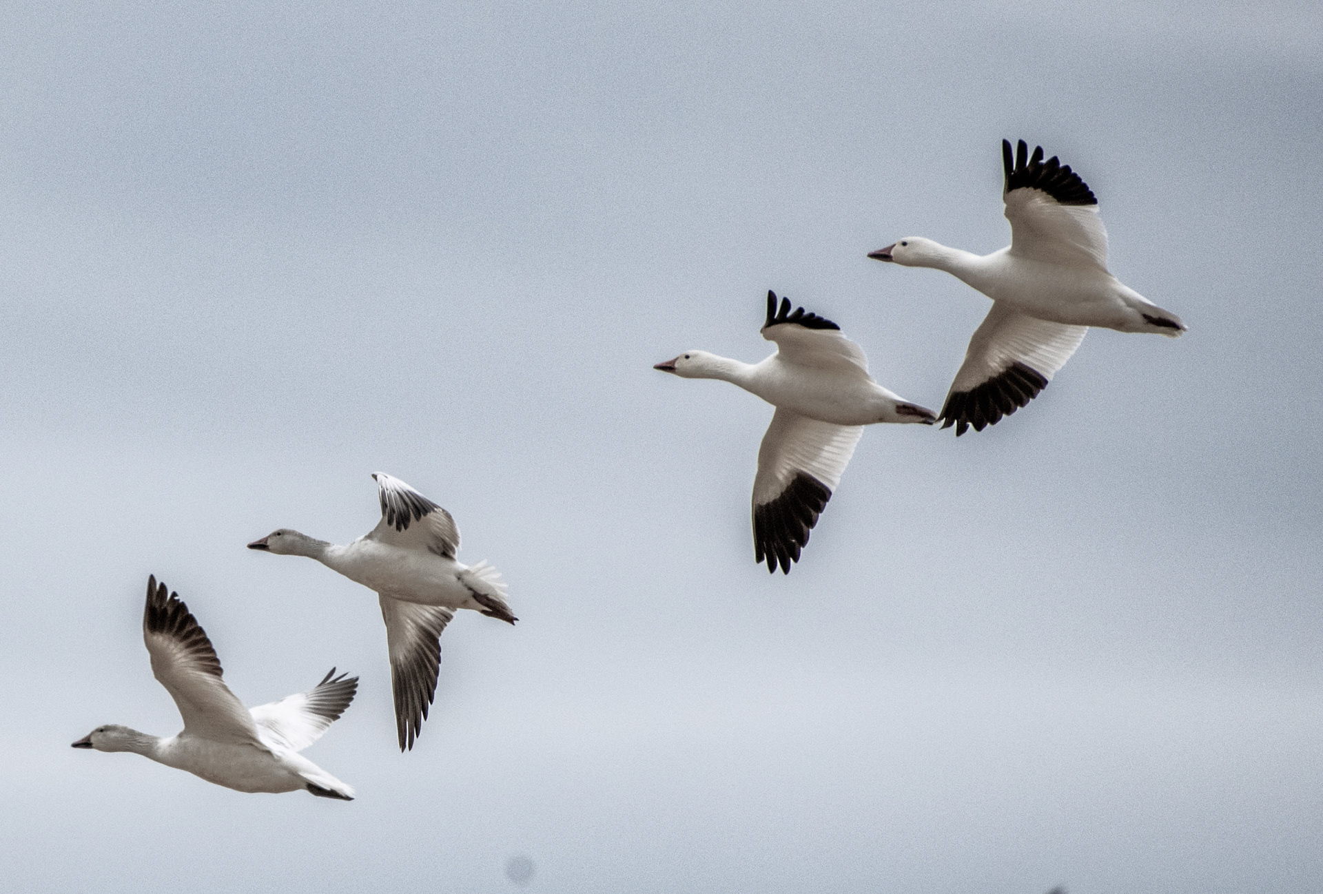 Ross's Goose