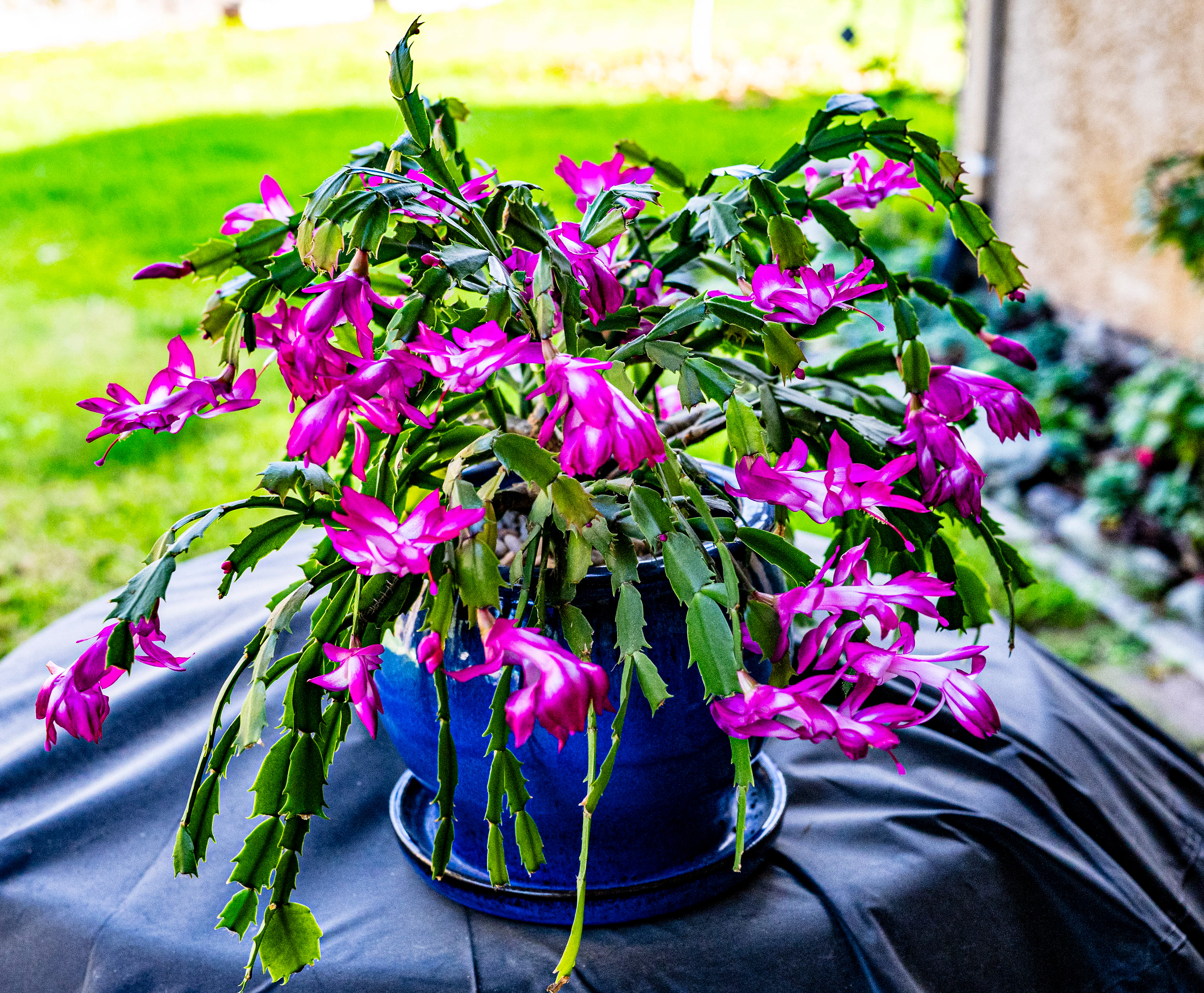 Thanksgiving Cactus