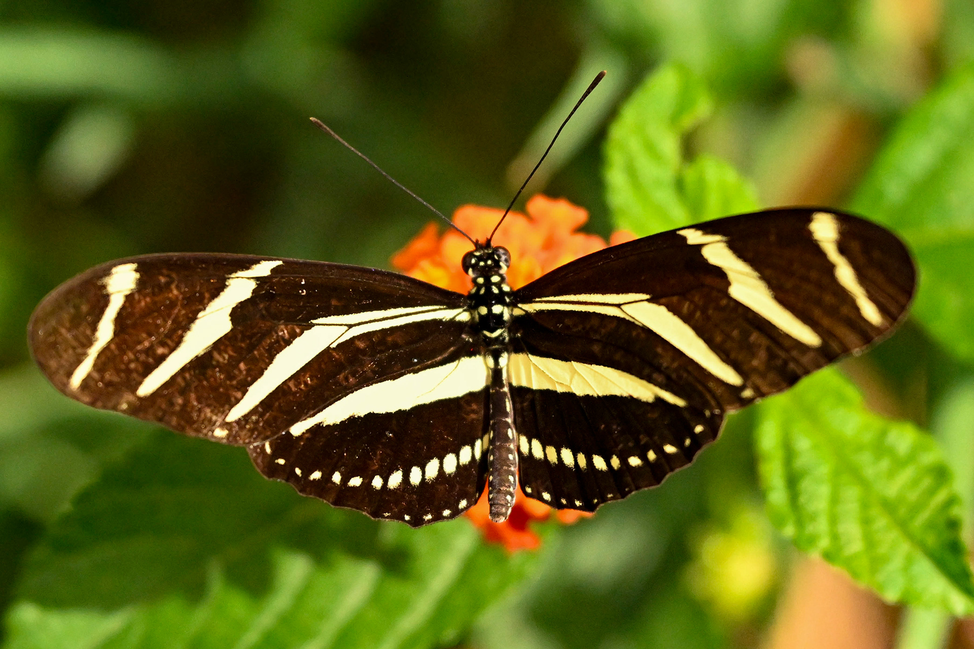 Zebra longwing