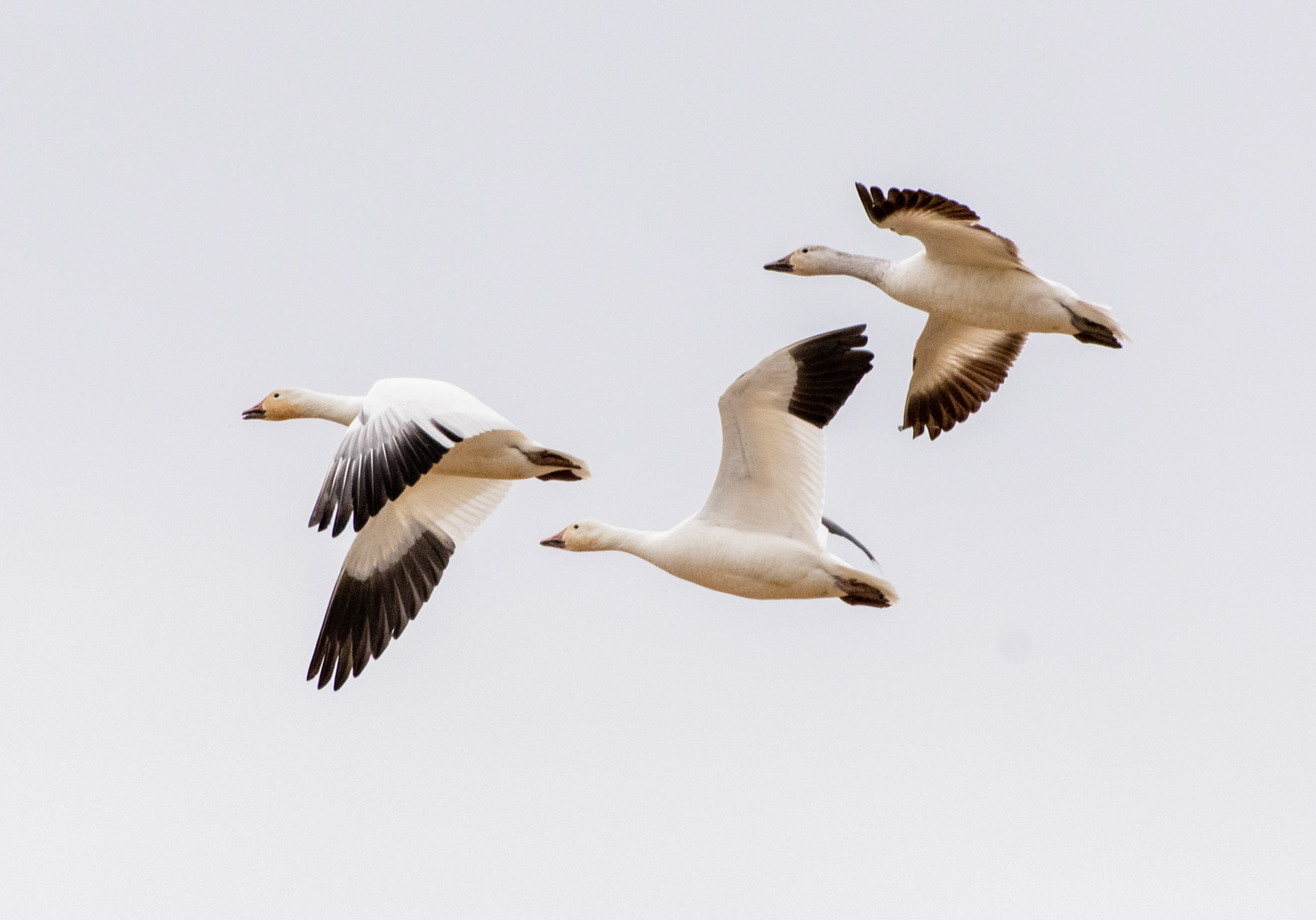 Ross's Goose