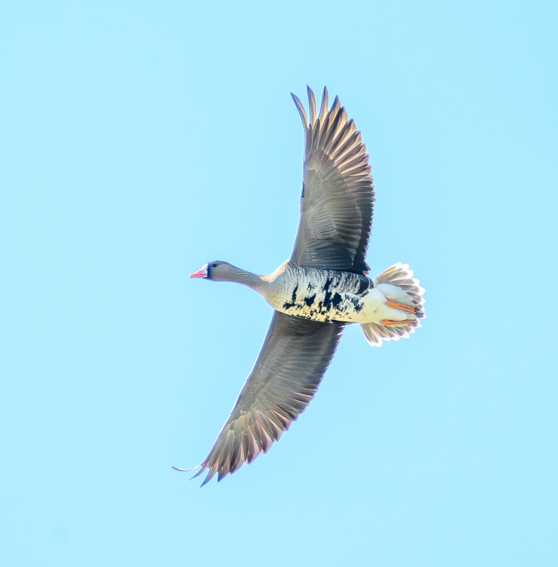 Greater White-Fronted Goose (specklebelly goose)