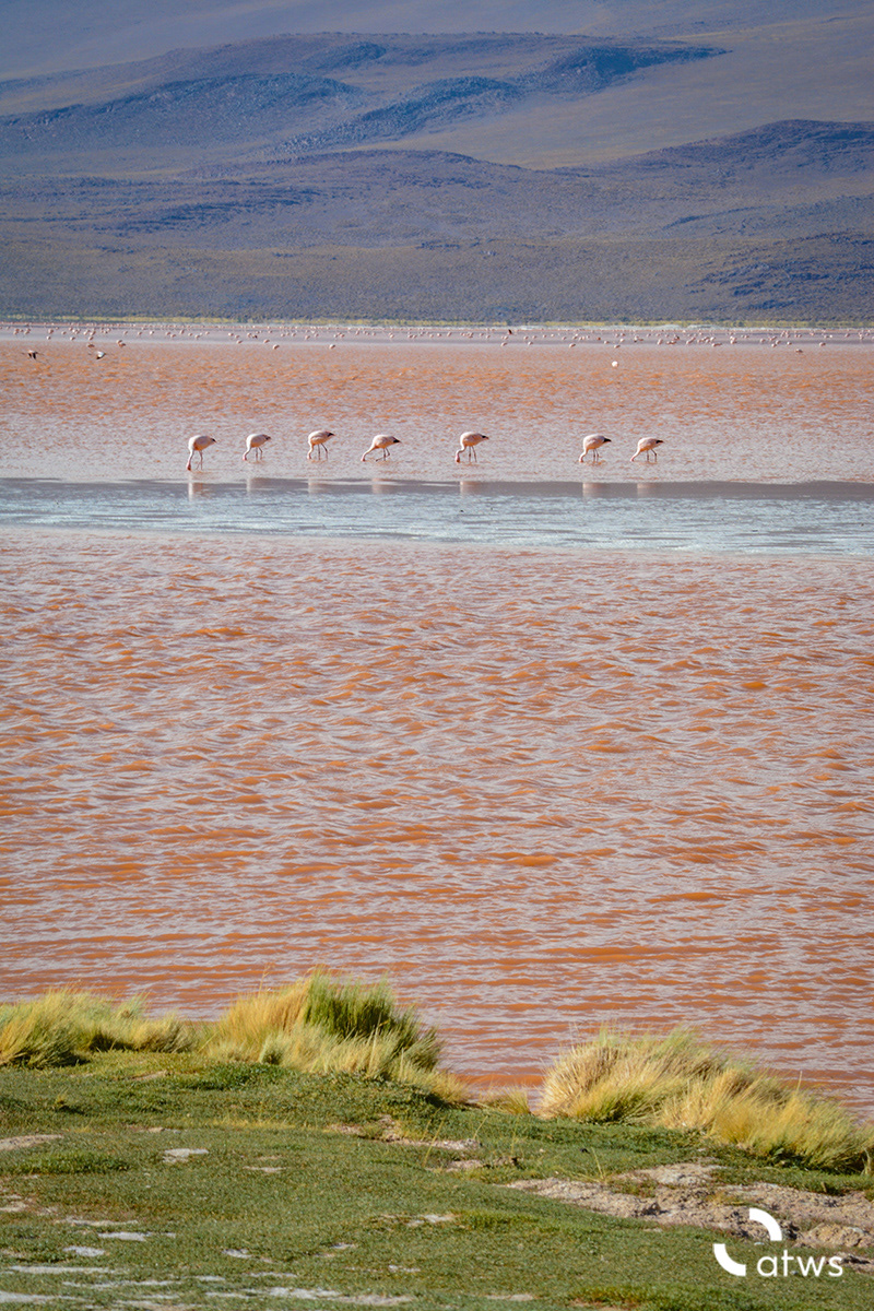 Flamingos en Laguna Colorada