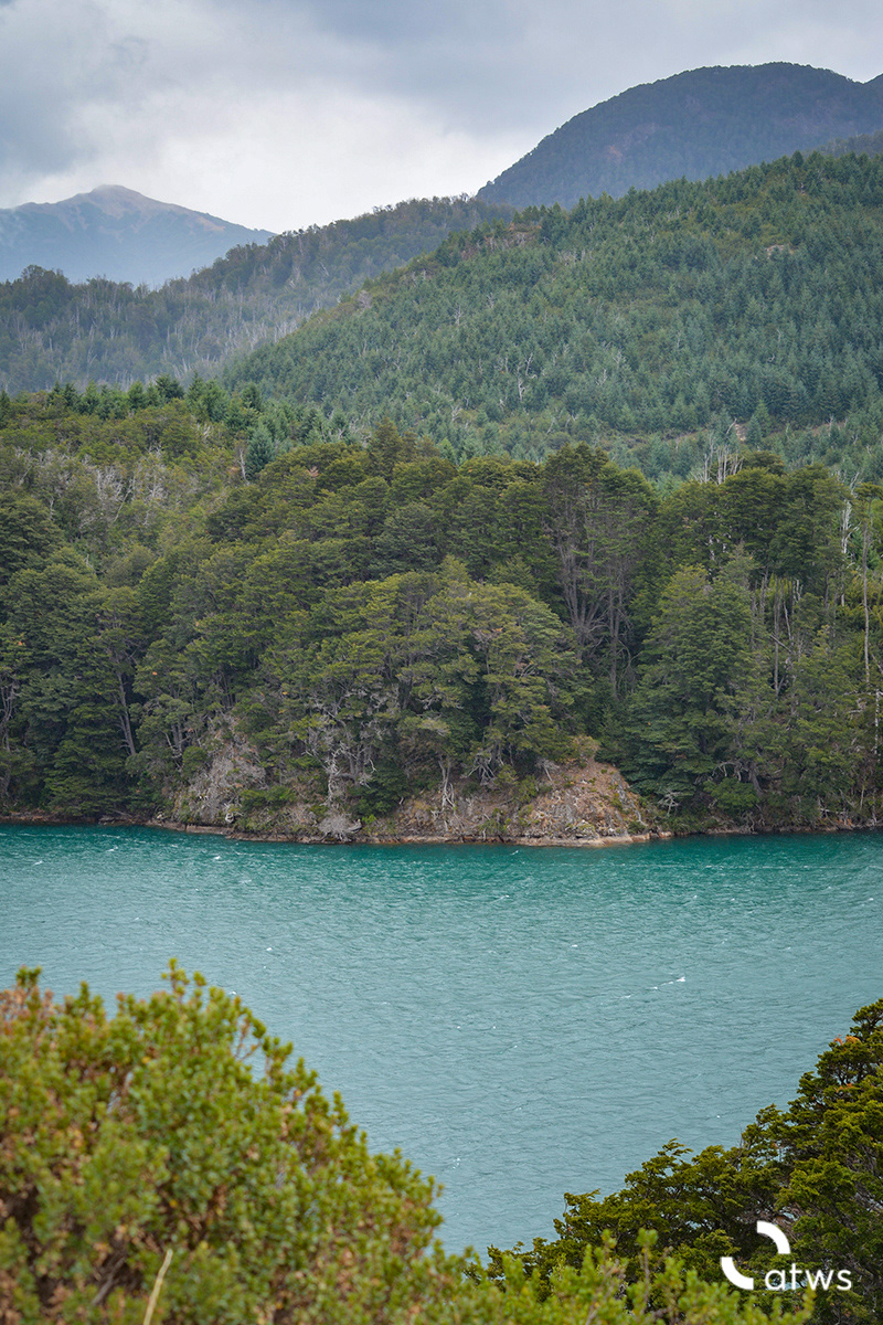 Bosque en la Patagonia Argentina