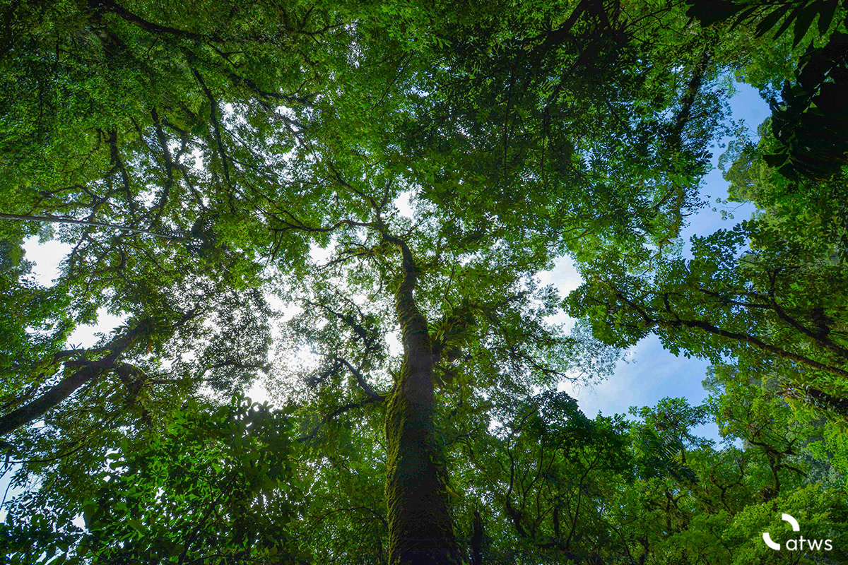 Bosque en Costa Rica desde abajo