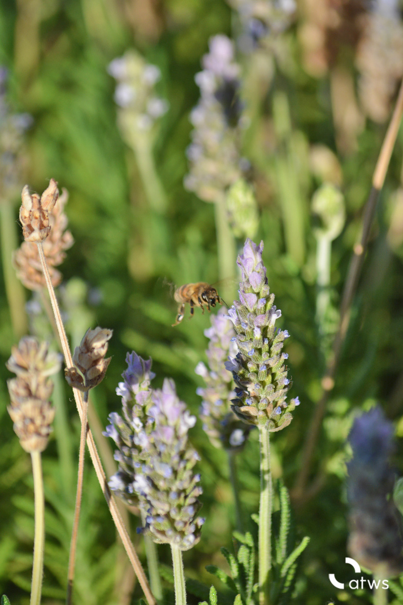 Abeja en lavanda