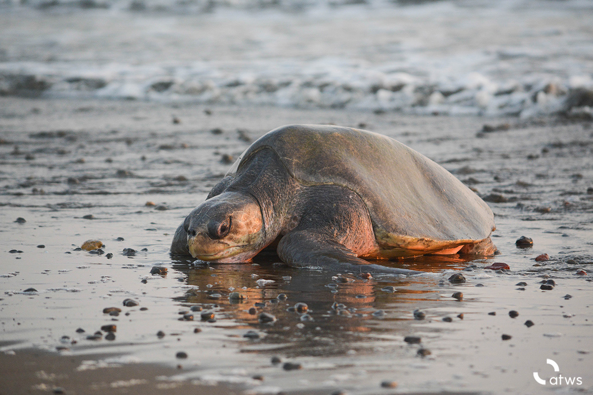 Tortuga en Ostional 2