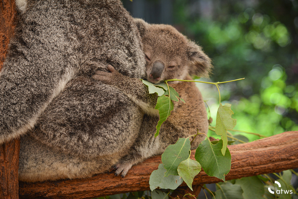 Baby Koala Joey