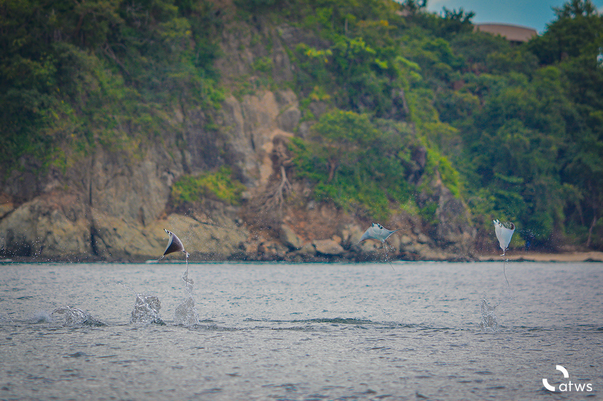 Mantas voladoras