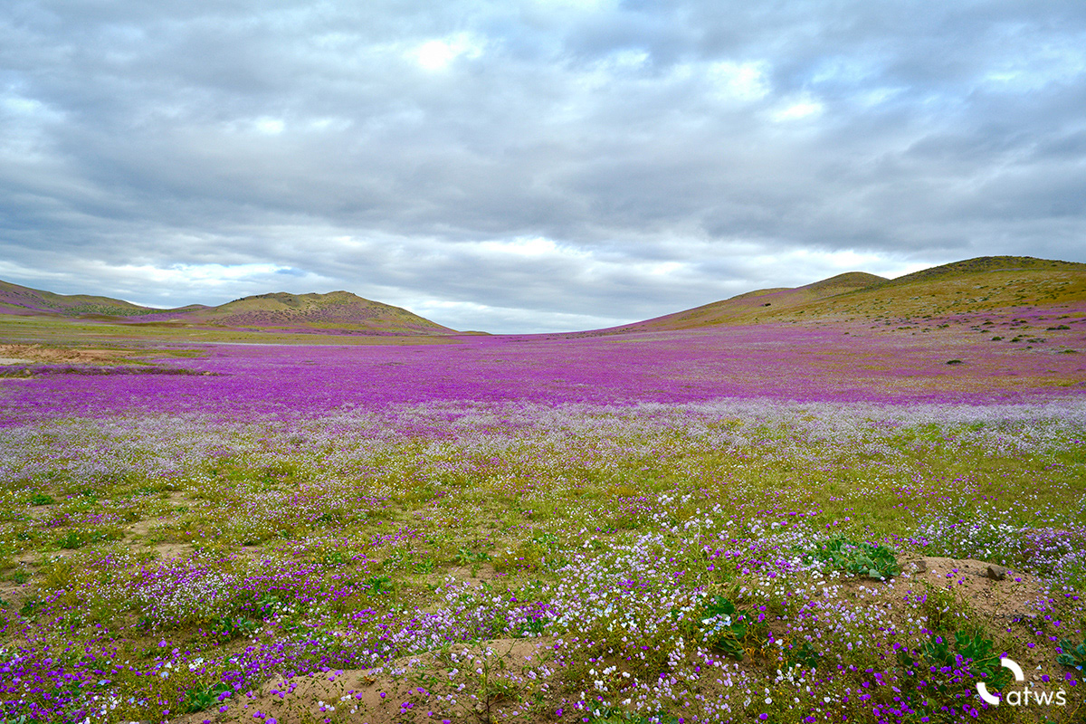 Desierto de Atacama Florido