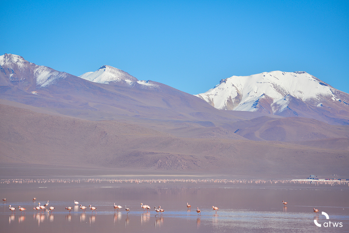 Flamingos frente a Los Andes