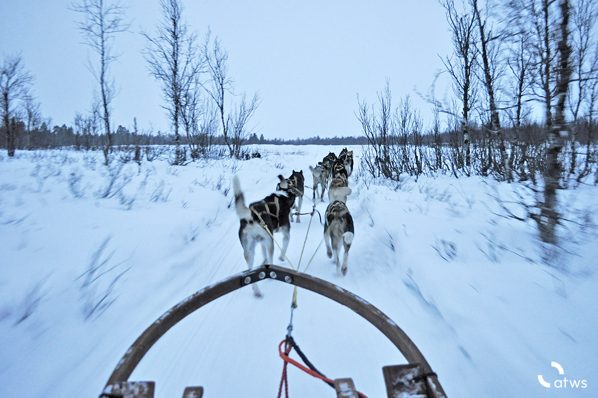 Arctic Experience