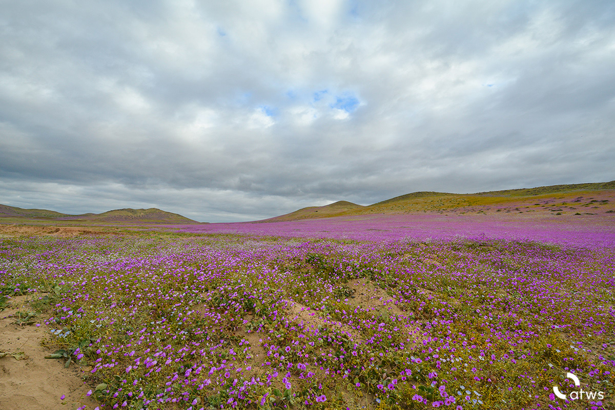Desierto de Atacama Florido 2