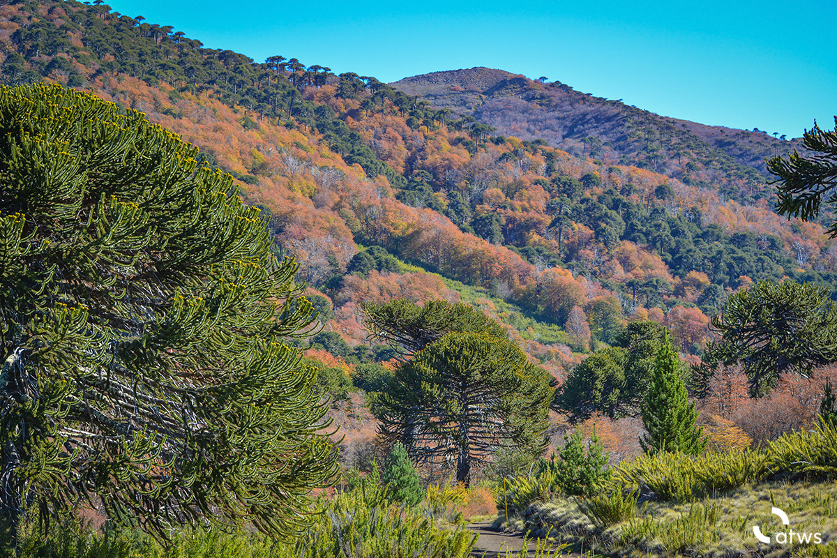 Bosque de araucarias en otoño