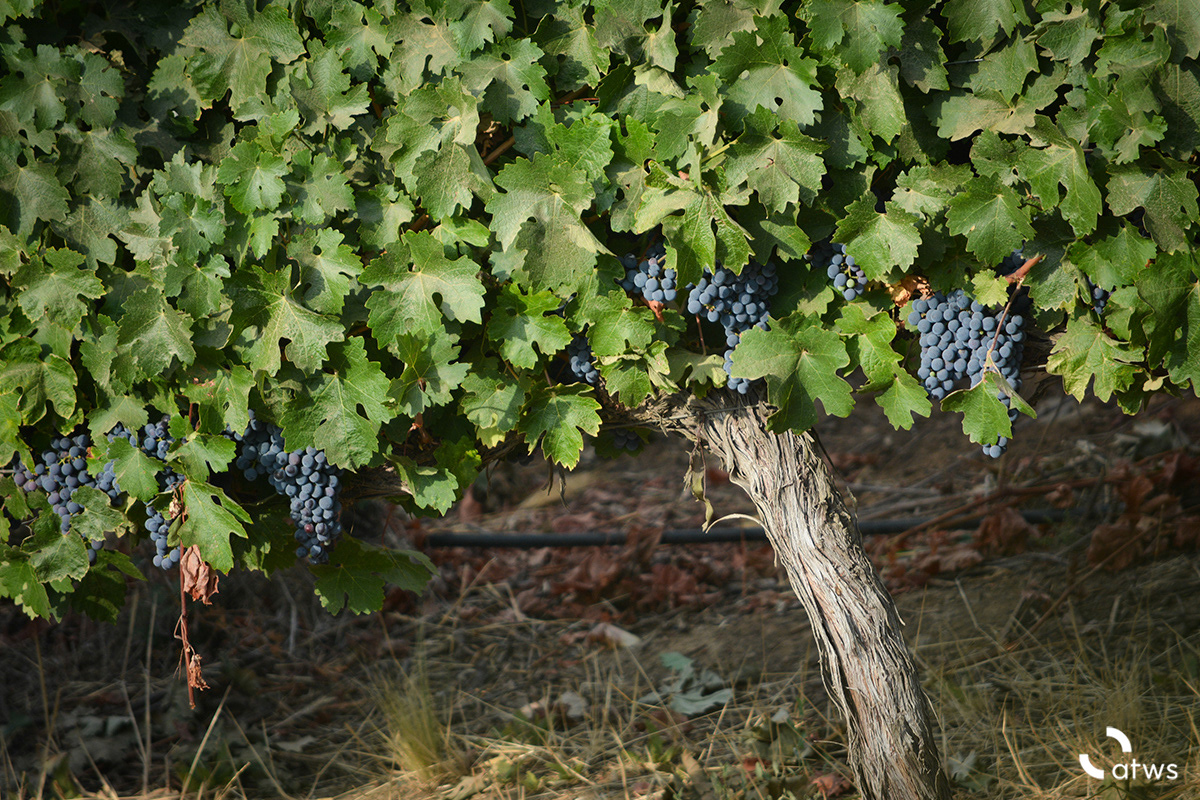 Vino chileno