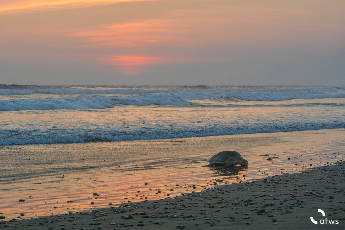 Tortuga en Ostional 1