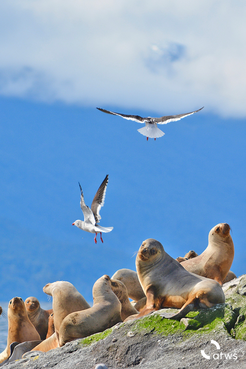 Lobo y Gaviotas