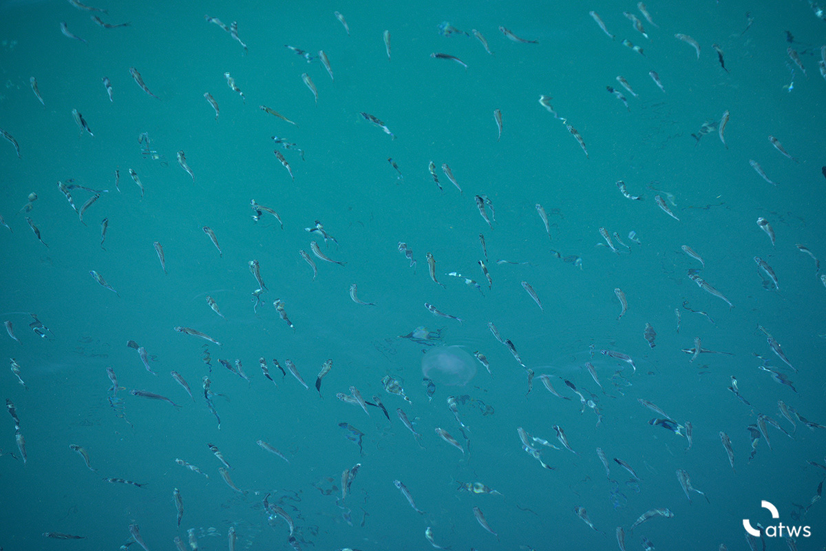 Pecesitos australianos